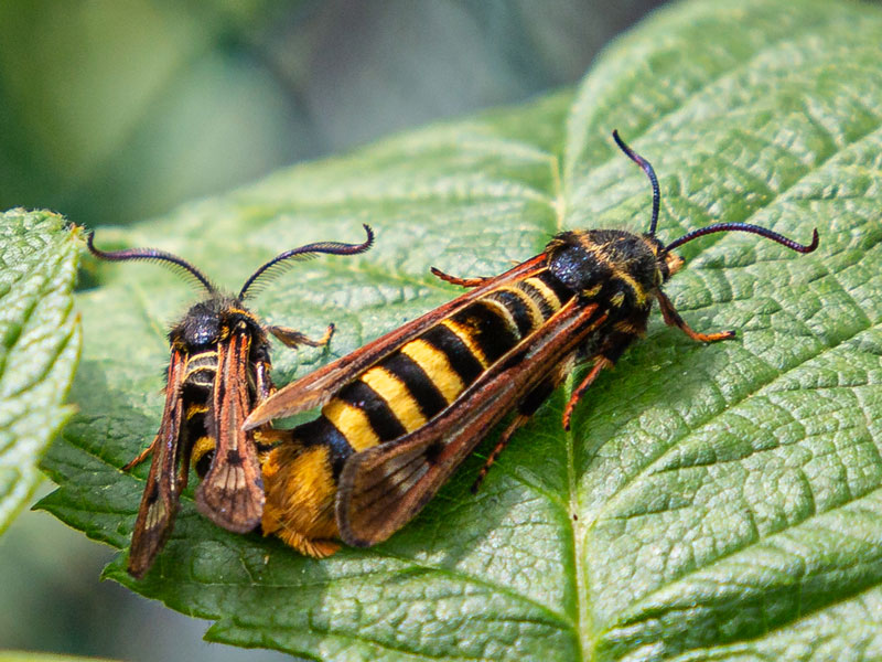 Pennisetia hylaeiformis 