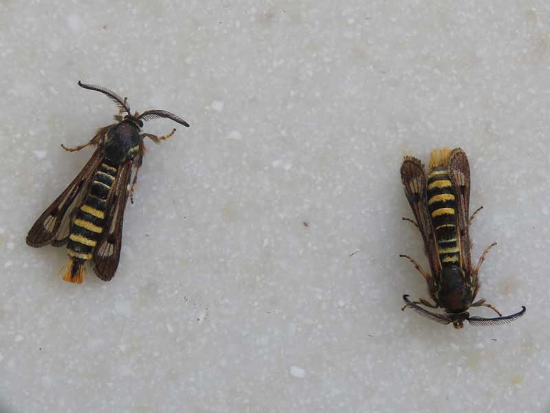 Pennisetia hylaeiformis 