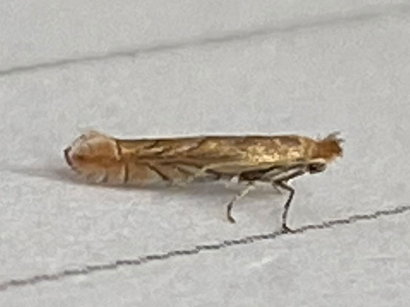 Phyllonorycter messaniella 