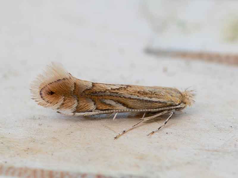 Phyllonorycter quercifoliella 