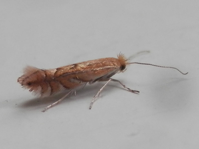 Phyllonorycter quercifoliella 
