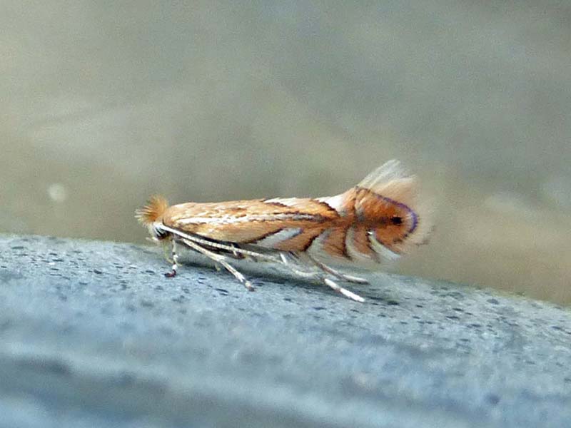 Phyllonorycter quercifoliella 