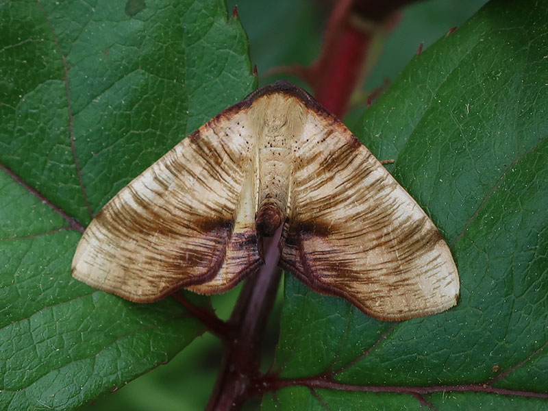 Plagodis dolabraria 