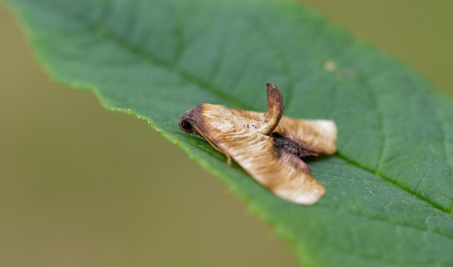 Plagodis dolabraria 