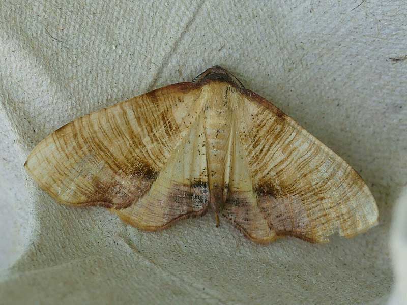 Plagodis dolabraria 
