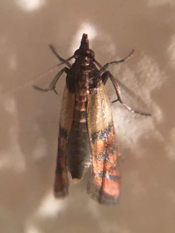 Plodia interpunctella 