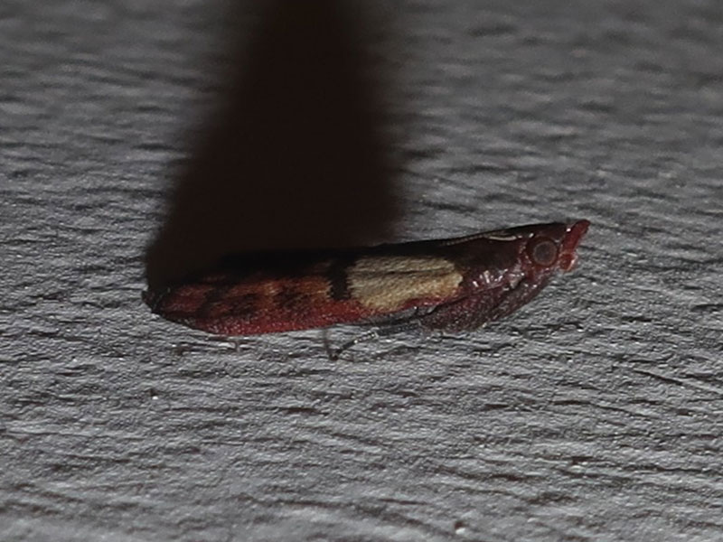 Plodia interpunctella 