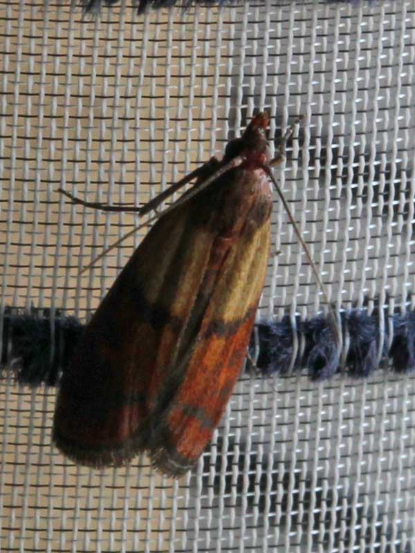 Plodia interpunctella 