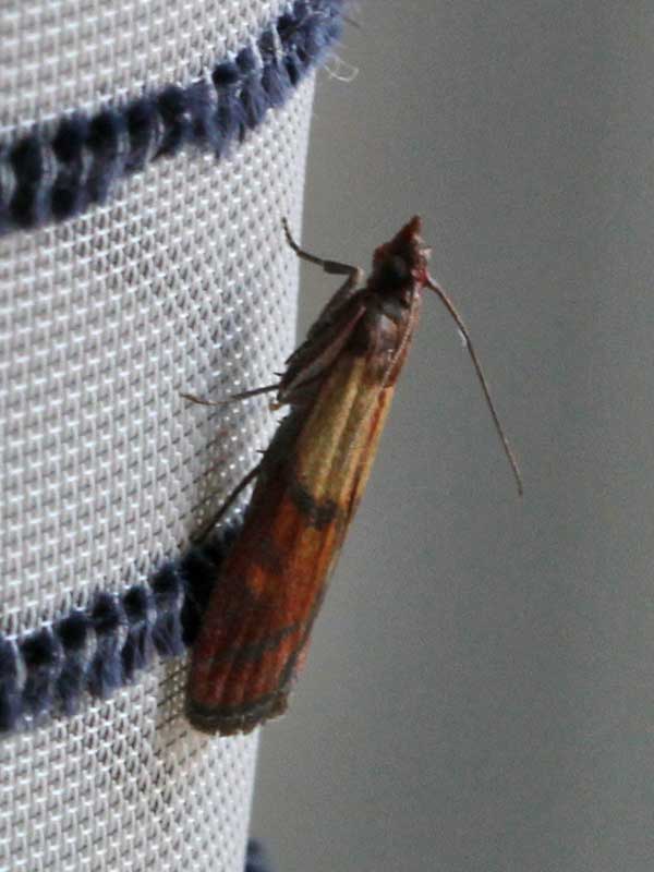 Plodia interpunctella 