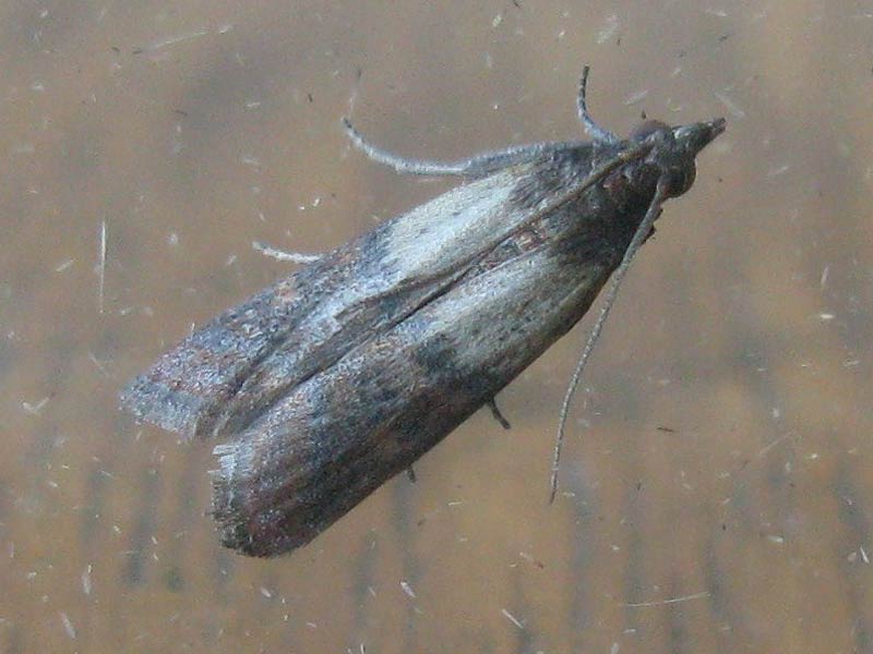 Plodia interpunctella 