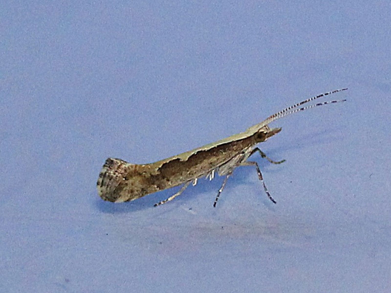 Plutella xylostella 