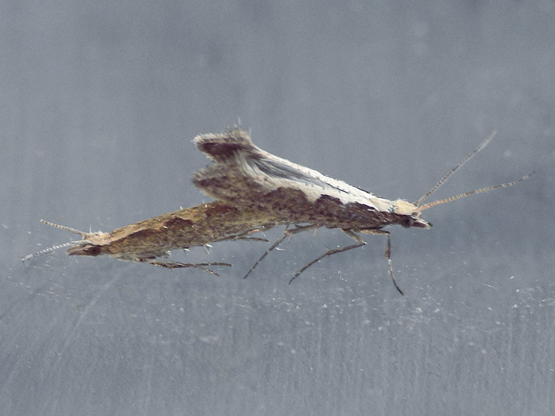 Plutella xylostella 