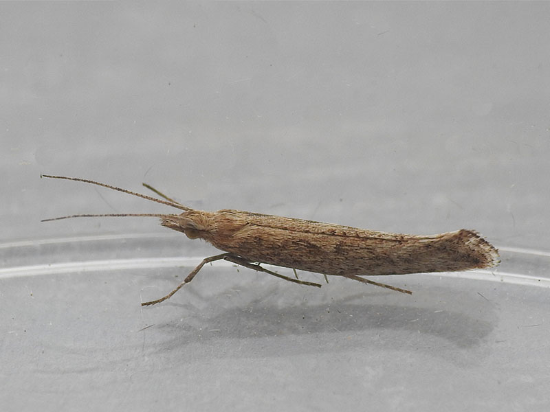 Plutella xylostella 