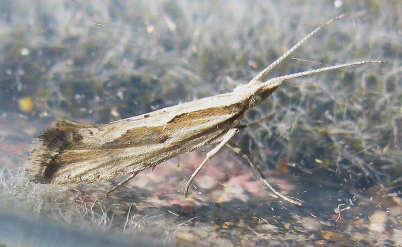 Plutella porrectella 