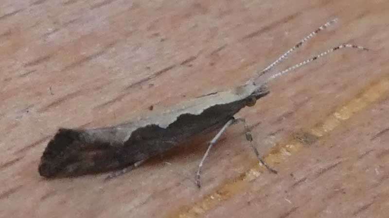 Plutella xylostella 