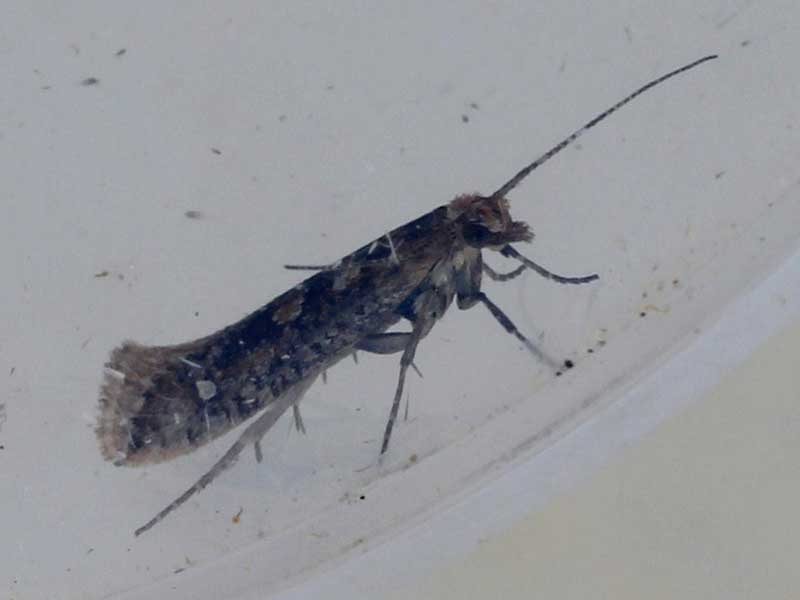 Plutella xylostella 