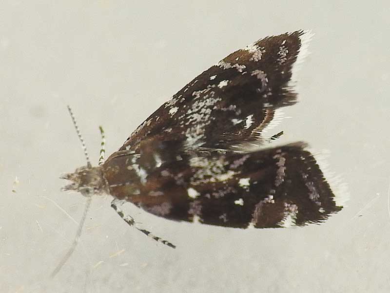 Prochoreutis myllerana 