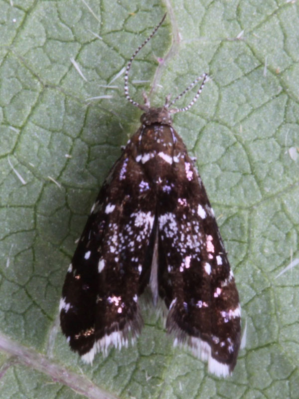 Prochoreutis myllerana 