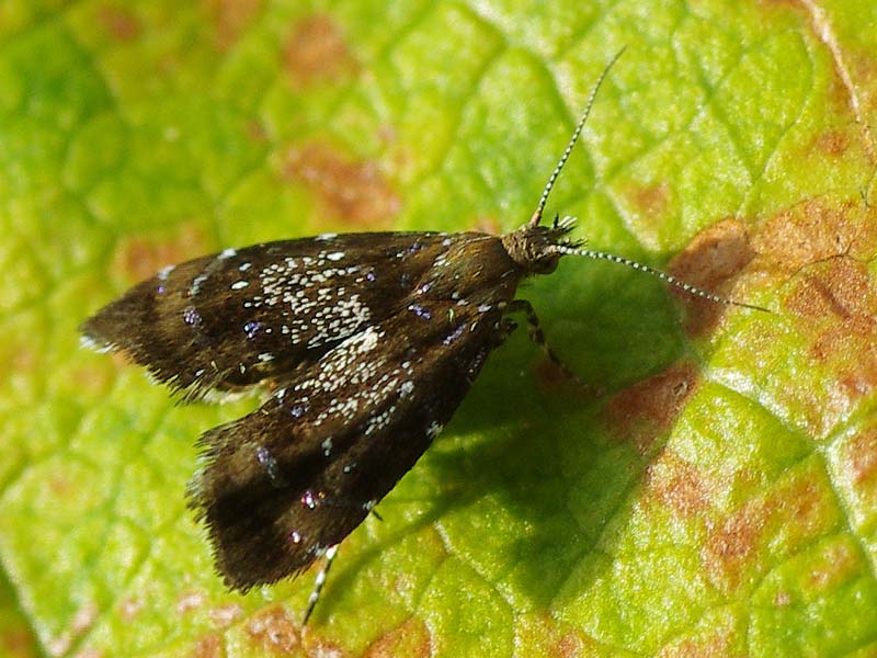 Prochoreutis sehestediana 