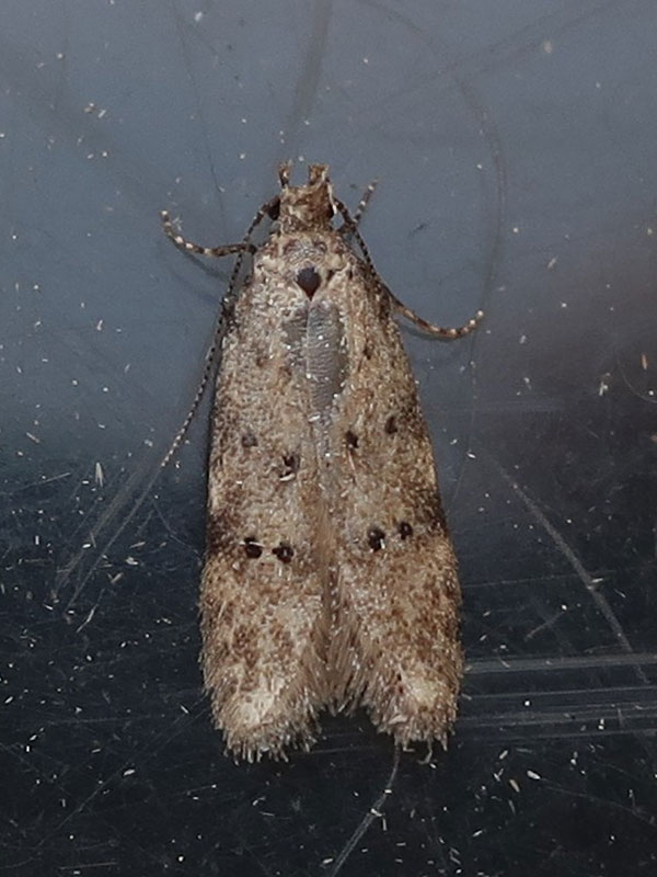 Pseudotelphusa paripunctella 