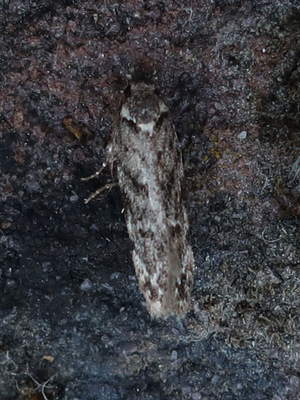 Psoricoptera gibbosella 