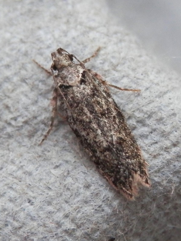 Psoricoptera gibbosella 