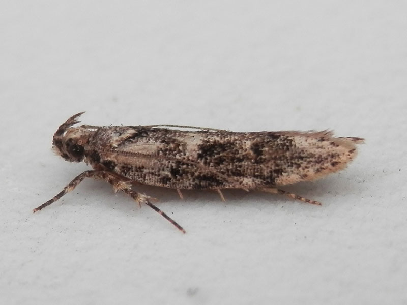 Psoricoptera gibbosella 