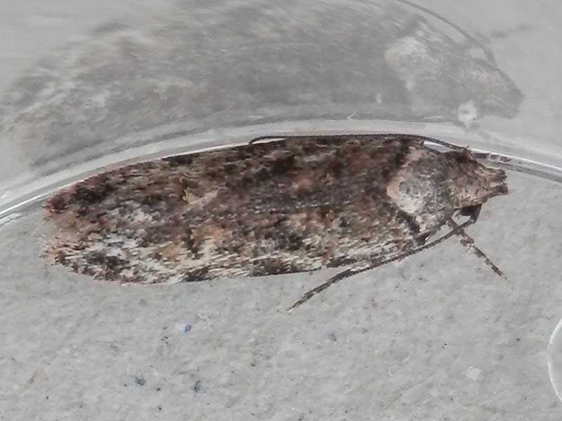 Psoricoptera gibbosella 