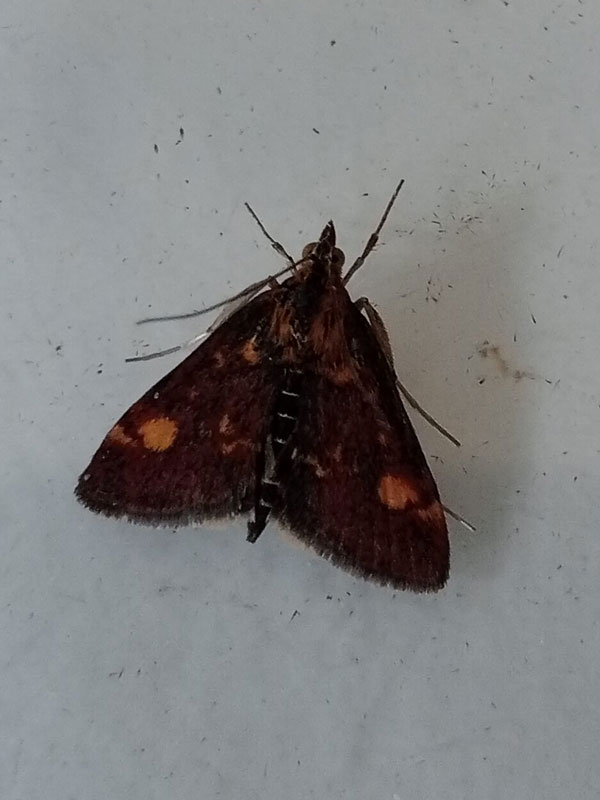 Pyrausta aurata 