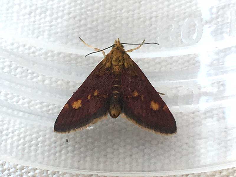 Pyrausta aurata 