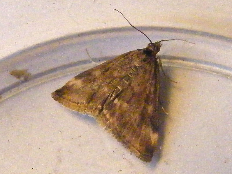 Pyrausta despicata 