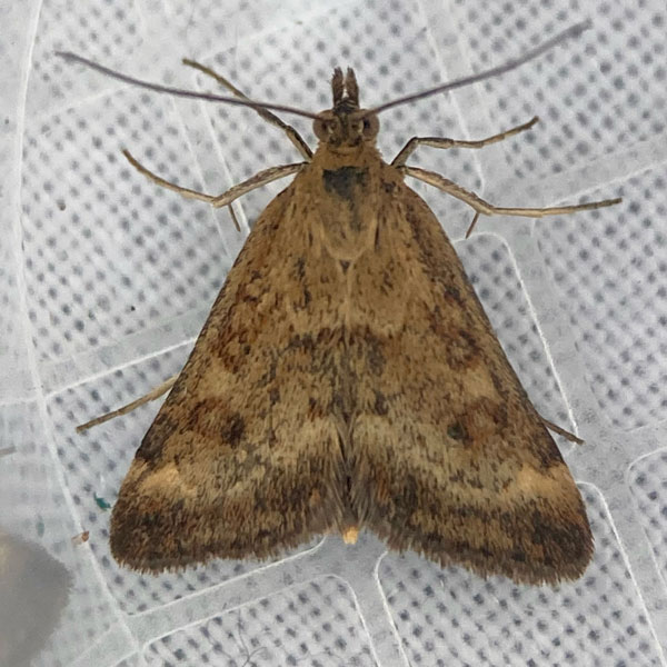 Pyrausta despicata 
