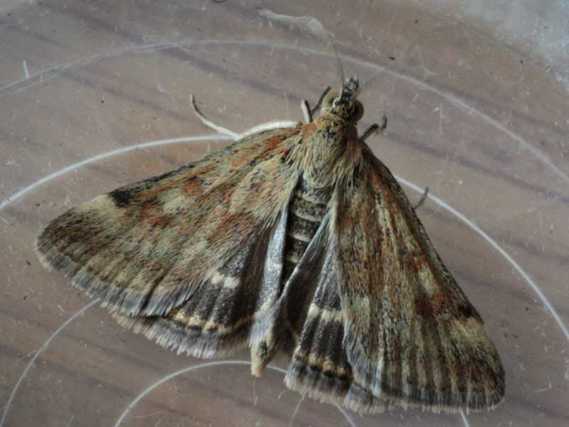 Pyrausta despicata 
