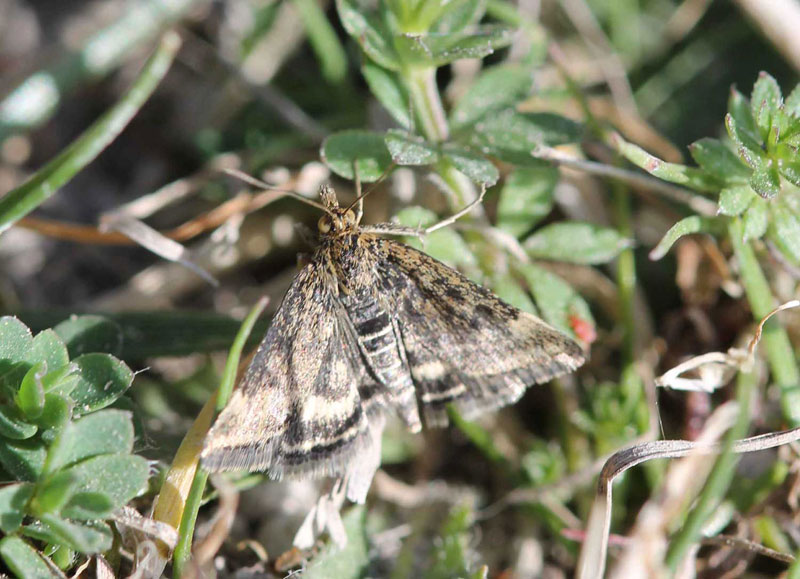 Pyrausta despicata 
