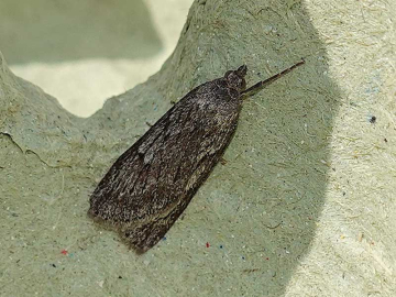 Pachycnemia hippocastanaria 