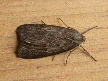 Pachycnemia hippocastanaria 