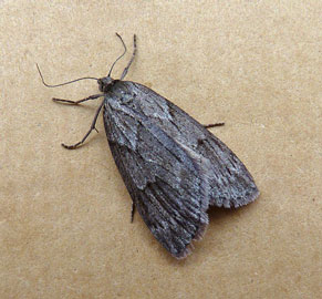 Pachycnemia hippocastanaria 