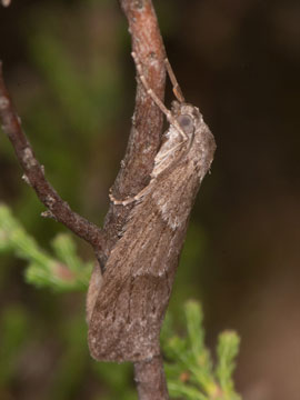 Pachycnemia hippocastanaria 