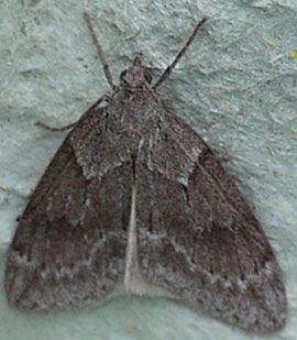Pachycnemia hippocastanaria 