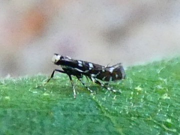 Parectopa ononidis 