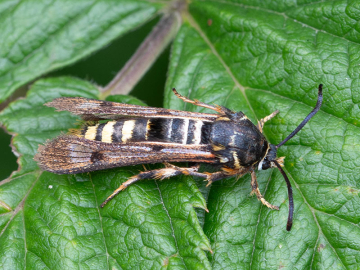 Pennisetia hylaeiformis 