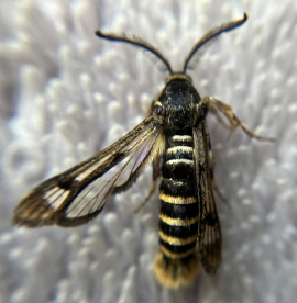 Pennisetia hylaeiformis 