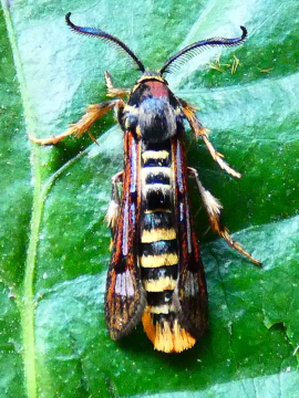 Pennisetia hylaeiformis 