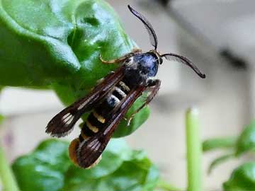 Pennisetia hylaeiformis 