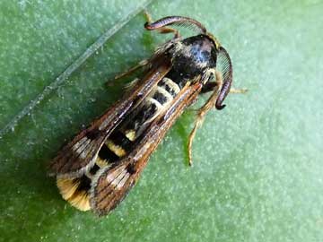 Pennisetia hylaeiformis 