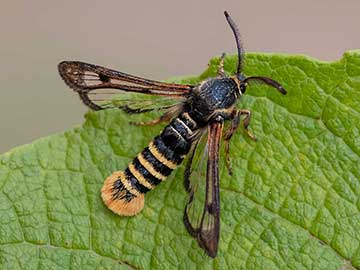 Pennisetia hylaeiformis 