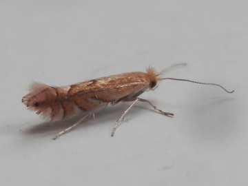 Phyllonorycter quercifoliella 