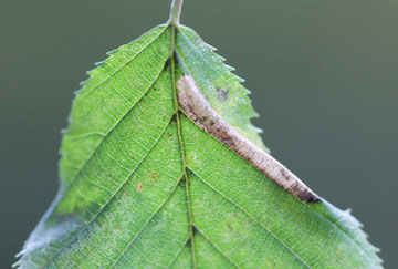 Phyllonorycter tenerella 