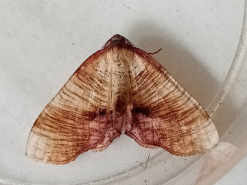 Plagodis dolabraria 