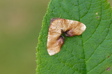 Plagodis dolabraria 
